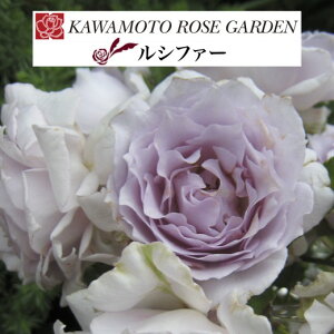 yVt@[@6c\zA o KN ͖{o c ~