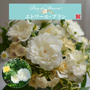 y2026N \zyGg[Eu@Vc4zA o KN ͖{o Gg[Eu Gg[ u Gg[u Vi