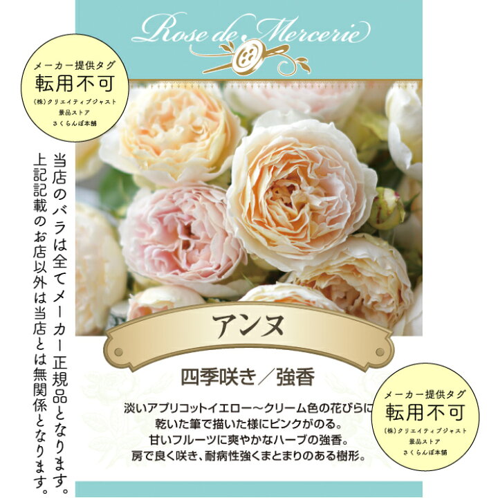 楽天市場】【早期予約】送料無料【アンヌ 新苗4号鉢】鉢植え バラ 薔薇 