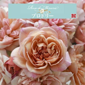 y2026N \zyuh[@Vc4zA o KN ͖{o [Y hD X[