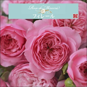 y2026N \zytB[@Vc4zA o KN ͖{o [Y hD X[