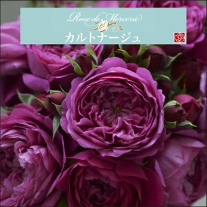 y2026N \zyJgi[W@Vc4zA o KN ͖{o [Y hD X[ Jg i[W