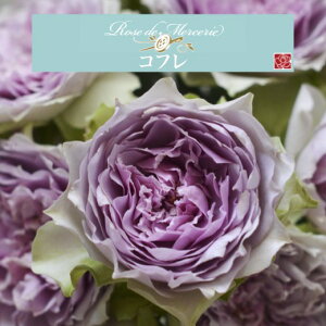 y2026N \zyRt@Vc4zA o KN ͖{o [Y hD X[