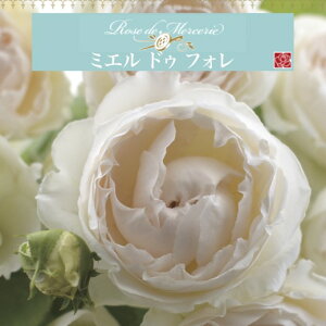 y2026N \zy~G hD tH@Vc4zA o KN ͖{o [Y hD X[ ~GhDtH