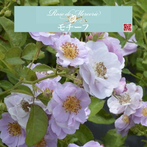 y2026N \zy`[t@Vc4zA o KN ͖{o [Y hD X[