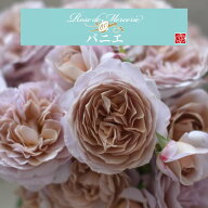 送料無料【パニエ　6号鉢大苗予約】鉢植え バラ 薔薇 河本バラ園 大苗 冬