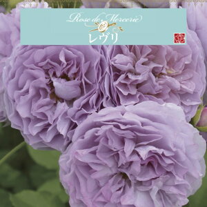 y@6c\zA o KN ͖{o c ~ u