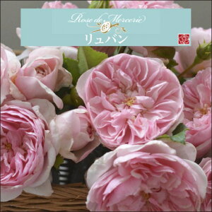 y2026N \zyo@Vc4zA o KN ͖{o [Y hD X[