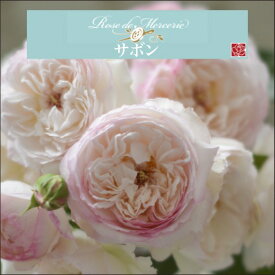 送料無料【サボン　6号鉢　春開花株】鉢植え バラ 薔薇 河本バラ園 大苗 開花苗