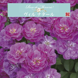 y2026N \zyB i^[@Vc4zA o KN ͖{o [Y hD X[ Bi^[ ri^[