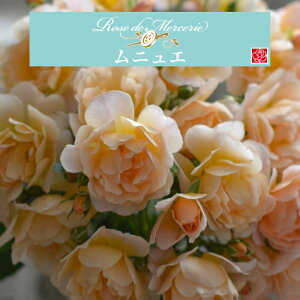 y2026N \zyjG@Vc4zA o KN ͖{o X[ Vi