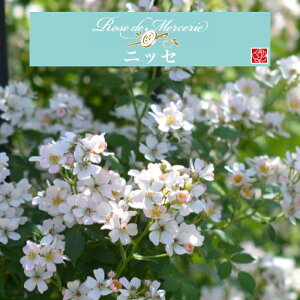 y2026N \zyjbZ@Vc4zA o KN ͖{o X[ Vi