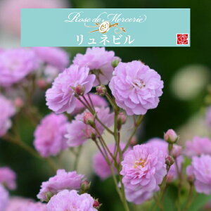 y2026N \zylr@Vc4zA o KN ͖{o X[ Vi