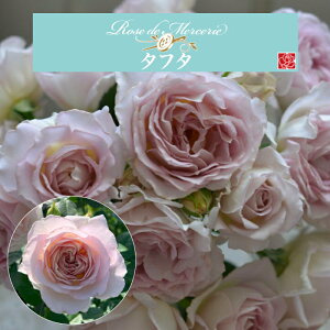 y2026N \zy^t^@Vc4zA o KN ͖{o ^t^ Vi