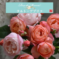 送料無料【タルト アブリコ　6号鉢大苗予約】鉢植え バラ 薔薇 河本バラ園 タルトアブリコ 新品種 大苗 冬