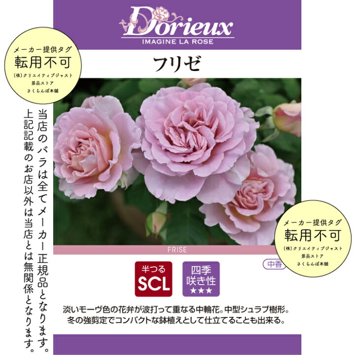 楽天市場】【早期予約】送料無料【フリゼ 新苗4号鉢】鉢植え バラ 薔薇 