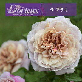 送料無料【ラ テラス　新苗4号鉢】鉢植え バラ 薔薇 ドリュ フレンチローズ ラテラス