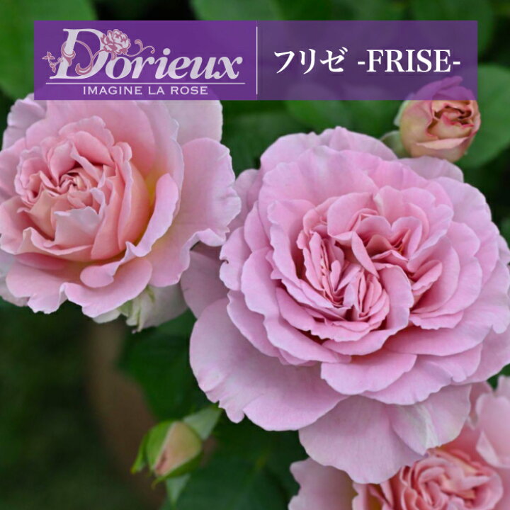 楽天市場】【早期予約】送料無料【フリゼ 新苗4号鉢】鉢植え バラ 薔薇 