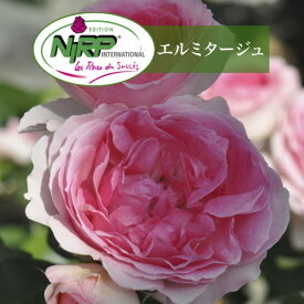 送料無料【エルミタージュ　新苗4号鉢】鉢植え バラ 薔薇 ニプル