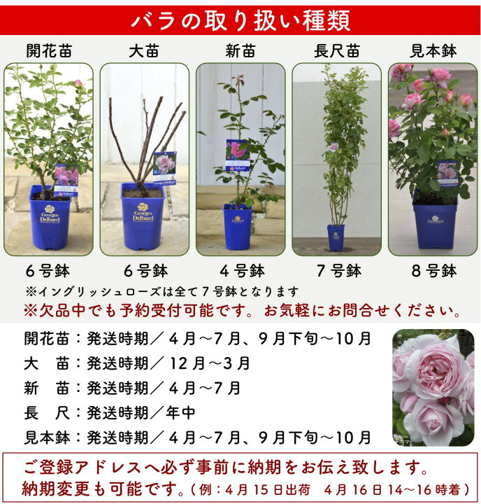 楽天市場】送料無料【ザ セレスティアル 6号鉢大苗予約】鉢植え バラ 