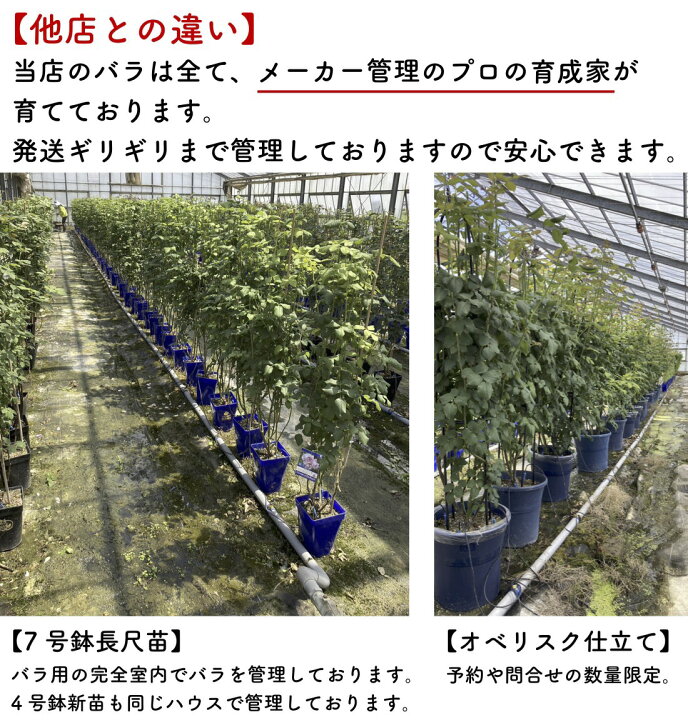 楽天市場】送料無料【ザ セレスティアル 6号鉢大苗予約】鉢植え バラ 