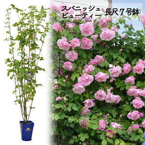 \񑗗yXpjbV r[eB[7@czA o KN c o co 7