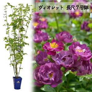 \񑗗yBIbg7@czA o KN c o co 7