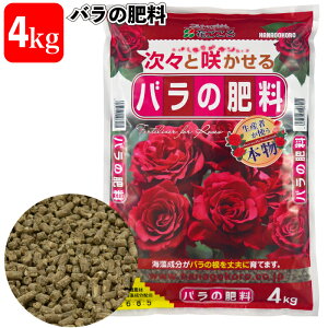 zyo̔엿4kgzA o KN L@ _ fo[ Ԃ TIGeBX ͖{o