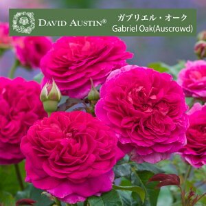 送料無料【ガブリエル オーク 7号鉢大苗予約】鉢植え バラ 薔薇 ガブリエルオーク 大苗 冬 デビッド オースチン