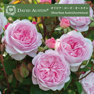 送料無料【オリビア ローズ オースチン 7号鉢大苗予約】鉢植え バラ 薔薇 オリビアローズオースチン 大苗 冬 デビッド オースチン