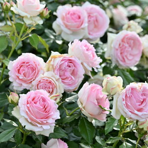 ysG[ hD T[8~͎dlzA o KN c CA o co 8