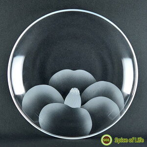 M a KX   aHy΂/Mz  TSUBAKI ԕ KX M hg {  j Vzj o[Xf[ Mtg v[g MtgΉ