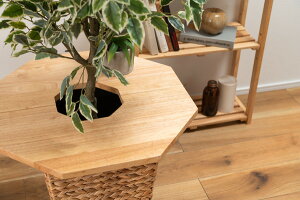 v^[Jo[e[u ؐ a50cm p` IN^S Vv ϗtA ԑ A