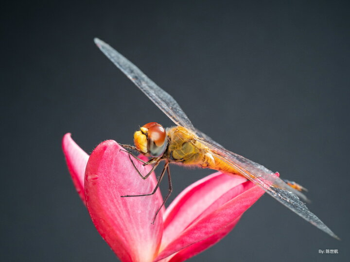 楽天市場】【P5倍！5/1】銘匠光学 TTArtisan 40mm f/2.8 MACRO C  