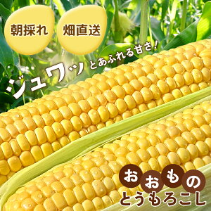 y①I 813ȍ~͂`ẑIRY  Ƃ낱 8{(2L~3LTCY) x  WCؔ_ Â XC[gR[ x 嗱łӂ  