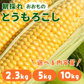 【冷蔵発送】朝採れ限定！山梨県産 おおもの とうもろこし 2.3kg・5kg・10kg 八ヶ岳 清里高原 ジョイ菜農園 甘い スイートコーン 高糖度 大粒でふっくら おすそ分け ギフト お礼の品