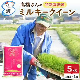 佐渡産ミルキークイーン5kg 特別栽培米 令和7年産 高橋農園 / モチモチ、ピカピカで甘味のある人気米 / 白米・無洗米・七分・玄米 / 精米したて / 農薬化学肥料5割減【送料無料（沖縄県を除く）】