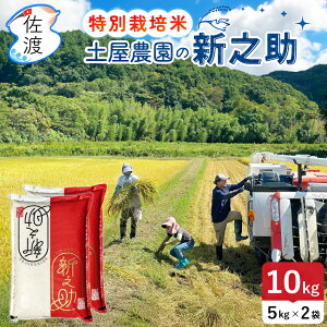 yVāzߘa7NY y_ nY VV 10kgi///7ÂjR[̂ ʍ͔|   ߂Ă V uh Mtg ̓ yʕւŔ