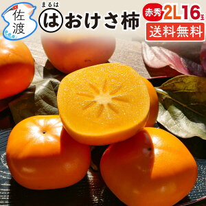 【贈答】【まるは】佐渡産おけさ柿 さわし柿 赤秀2L 16玉 3.8kg 佐渡島の特産品 羽茂ブランド まるは 八珍柿 刃根早生柿 / 平核無柿 種なし ビタミン豊富でジューシー♪ 贈答 ギフト フルーツ