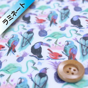 oeBEt@ubNX ^i[y~l[gHz589iBirds of Paradise o[YEIuEp_CXju[y3637173E17Bz