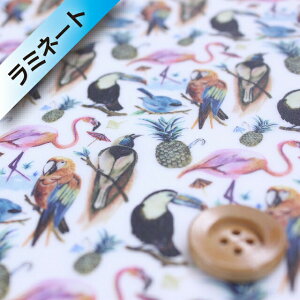 oeBEt@ubNX ^i[y~l[gHz589iBirds of Paradise o[YEIuEp_CXjIWy3637173E17Cz