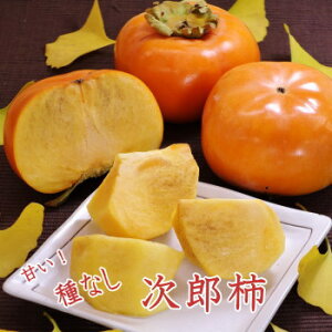 yzOdCcnYnI@H̖osȂY`tL育ƒp10kgA35`40(Ê`E܂Ej