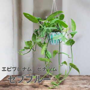 Gsvi@sic@Zuu[@5@݂蔫@ϗtA