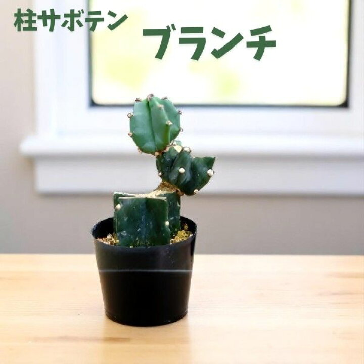 楽天市場】柱サボテン ブランチ 鬼面角 2.5号 多肉植物 観葉植物 