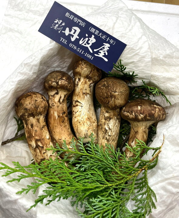楽天市場】【中国産松茸】：特選松茸： : 神戸湊川 丹波屋
