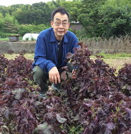 【赤紫蘇】枝なし葉のみ・愛知県産・兵庫県産約300g