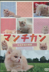 楽天市場 マンチカン 画像 子猫の通販