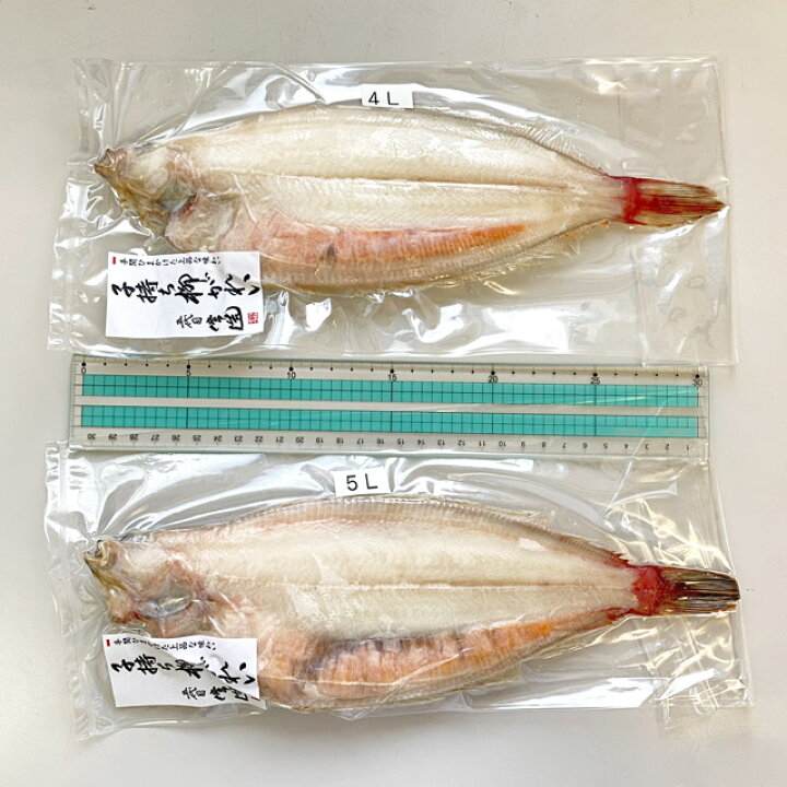 楽天市場 特大 子持ち本柳かれいの一夜干し 5l 2 2g 干物 高級魚 笹かれい 鰈 ギフト 五代目 常造