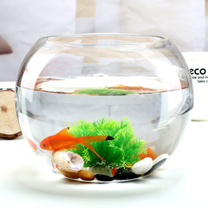楽天市場 金魚鉢 幅cm メダカ きんぎょ 金魚 琉金 丸形 球型 台座付き 五つ足 ガラス製 透明 丸 鉢 睡蓮鉢 和風 可愛い 水槽 おしゃれ 観葉植物を入れて 飼育 ペット めだか グッピー カニ エビ ヤドカリ タニシ ハムスター インテリア 方角 風水
