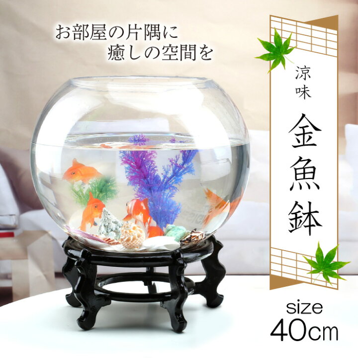 楽天市場】金魚鉢 幅40cm メダカ きんぎょ 金魚 琉金 丸形 球型 台座 